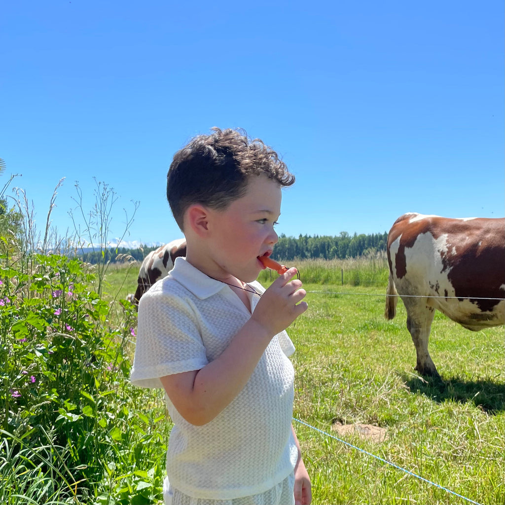 Nino der Fuchs (neue Version)